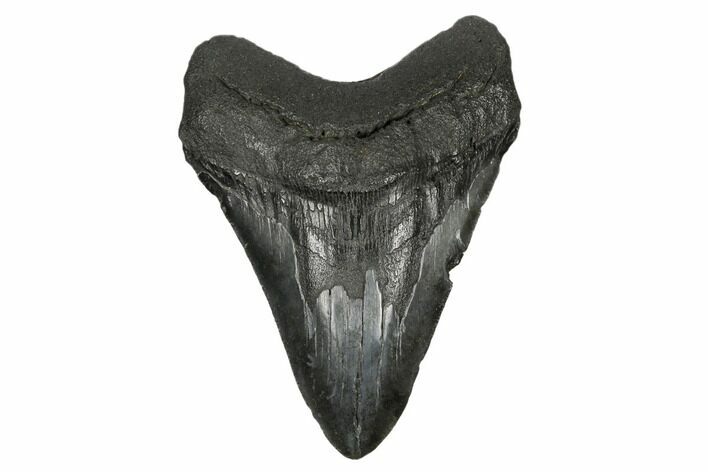 Fossil Megalodon Tooth - South Carolina #172239
